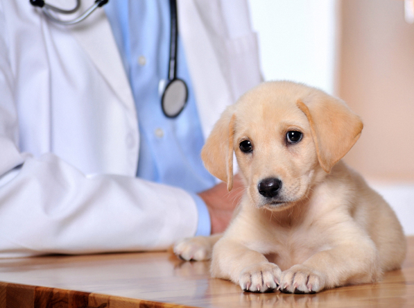 Los Angeles County, Downey, CA Pet Clinic Insurance